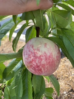 IMG_0348.JPG